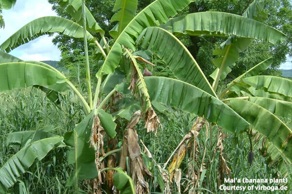 Agriculture Maia